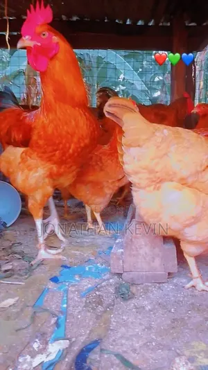 Hens and Cocks