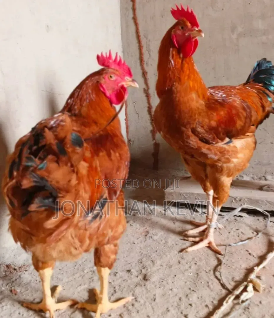 Hens and Cocks