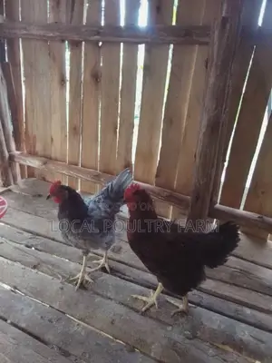 Local Indigenous Chicken
