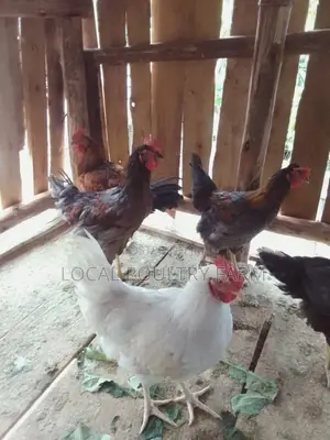 Local Indigenous Chicken