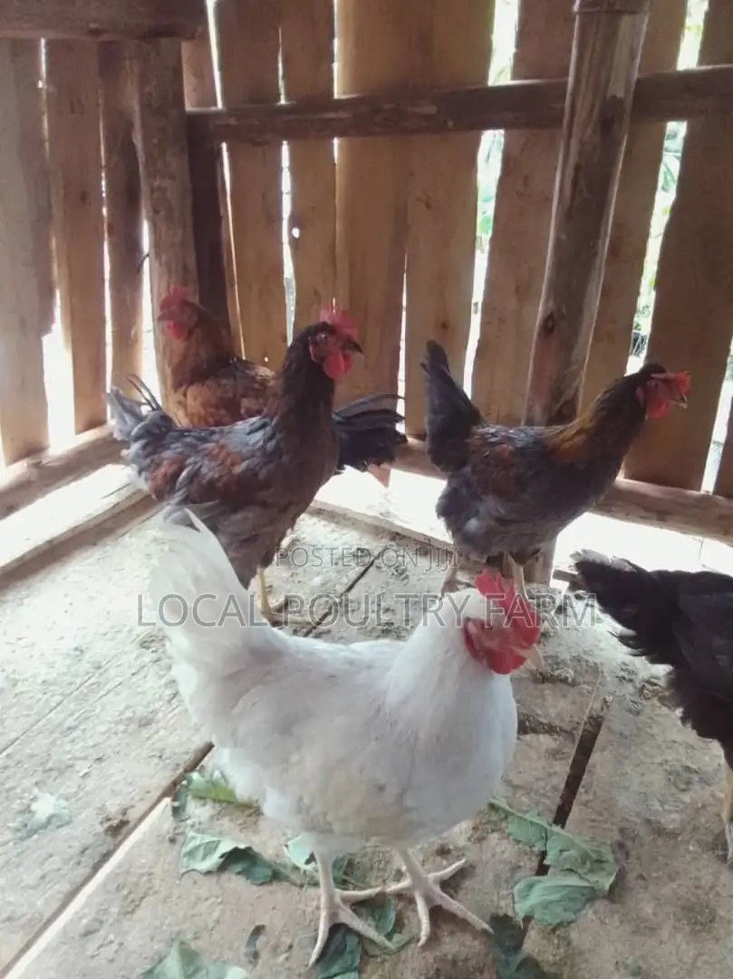Local Indigenous Chicken