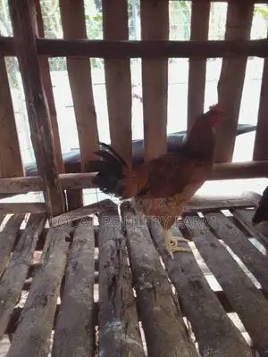 Local Indigenous Chicken