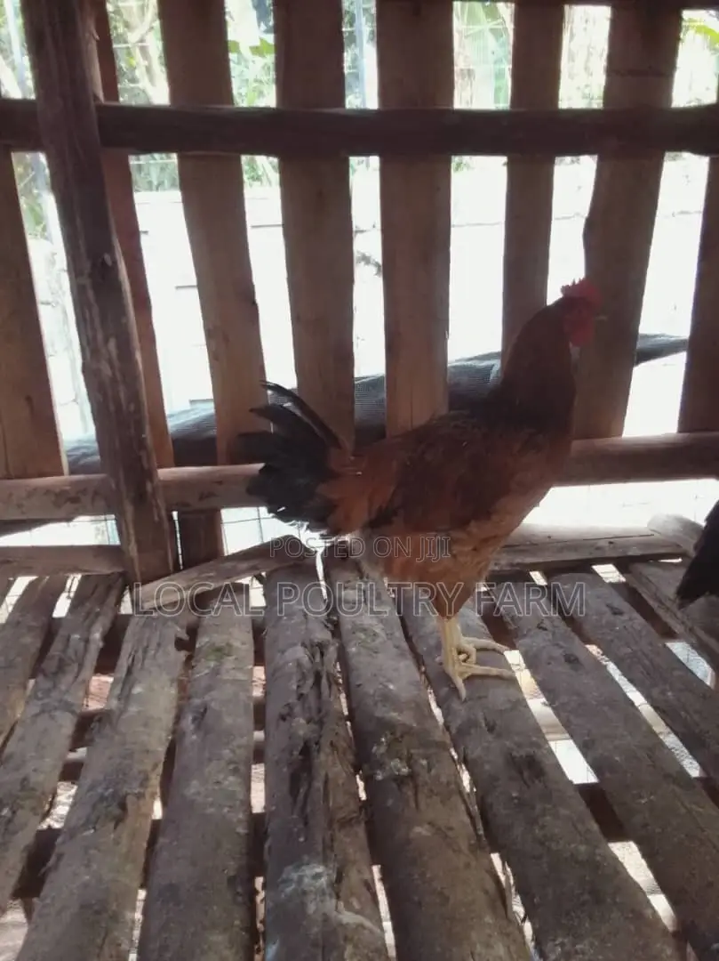 Local Indigenous Chicken