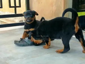 1-3 months Female Purebred Rottweiler