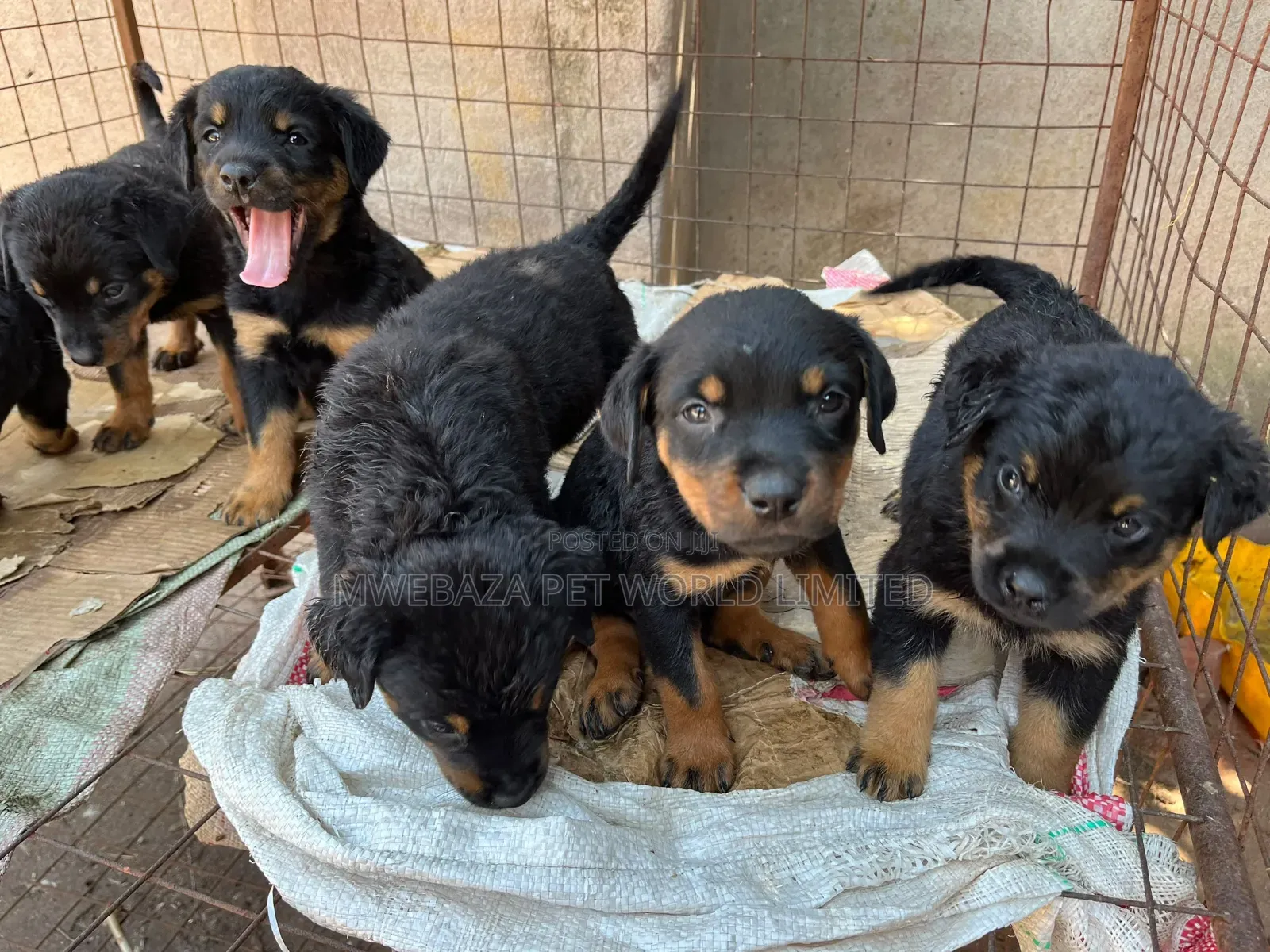 1-3 months Female Purebred Rottweiler