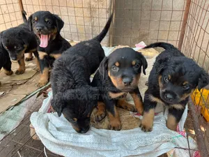 1-3 months Female Purebred Rottweiler
