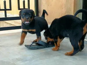 1-3 months Female Purebred Rottweiler
