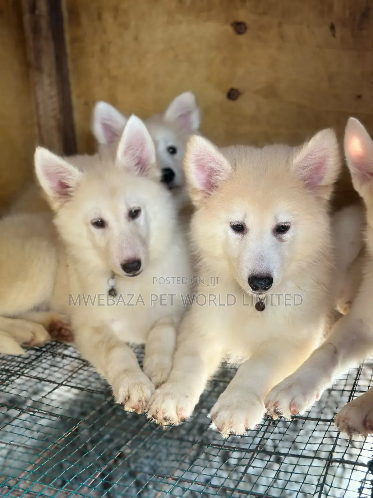 1-3 months Female Purebred Siberian Husky