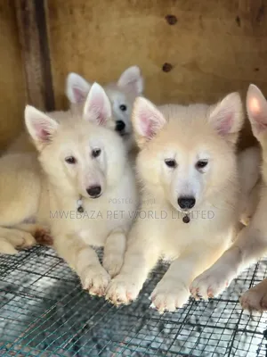 1-3 months Female Purebred Siberian Husky