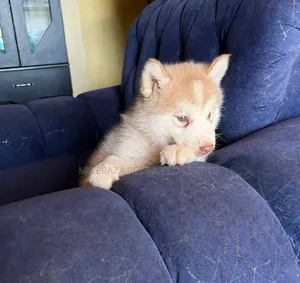 1-3 months Female Purebred Siberian Husky