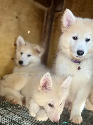 1-3 months Female Purebred Siberian Husky