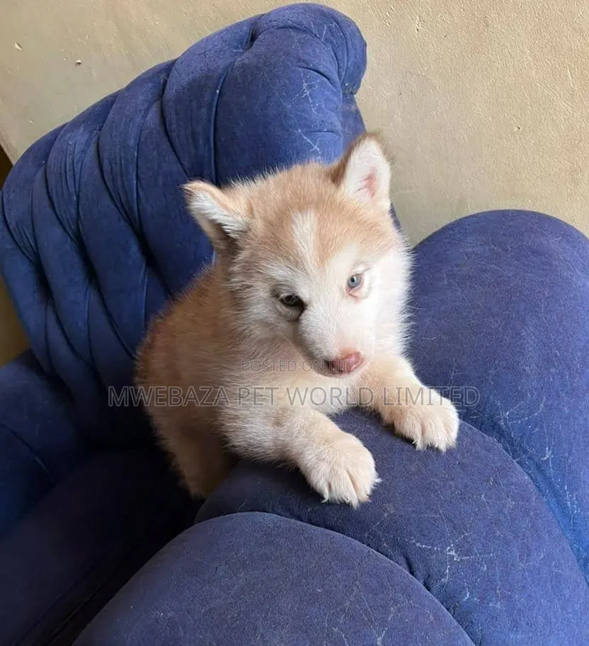 1-3 months Female Purebred Siberian Husky