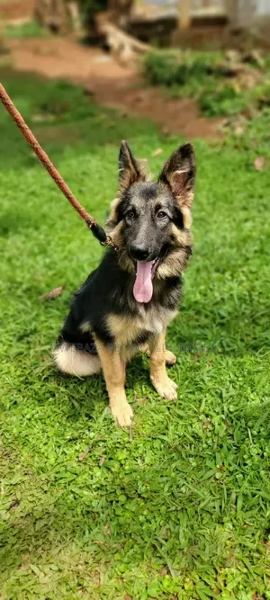 3-6 months Male Purebred German Shepherd