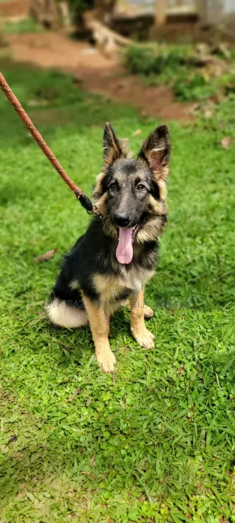3-6 months Male Purebred German Shepherd