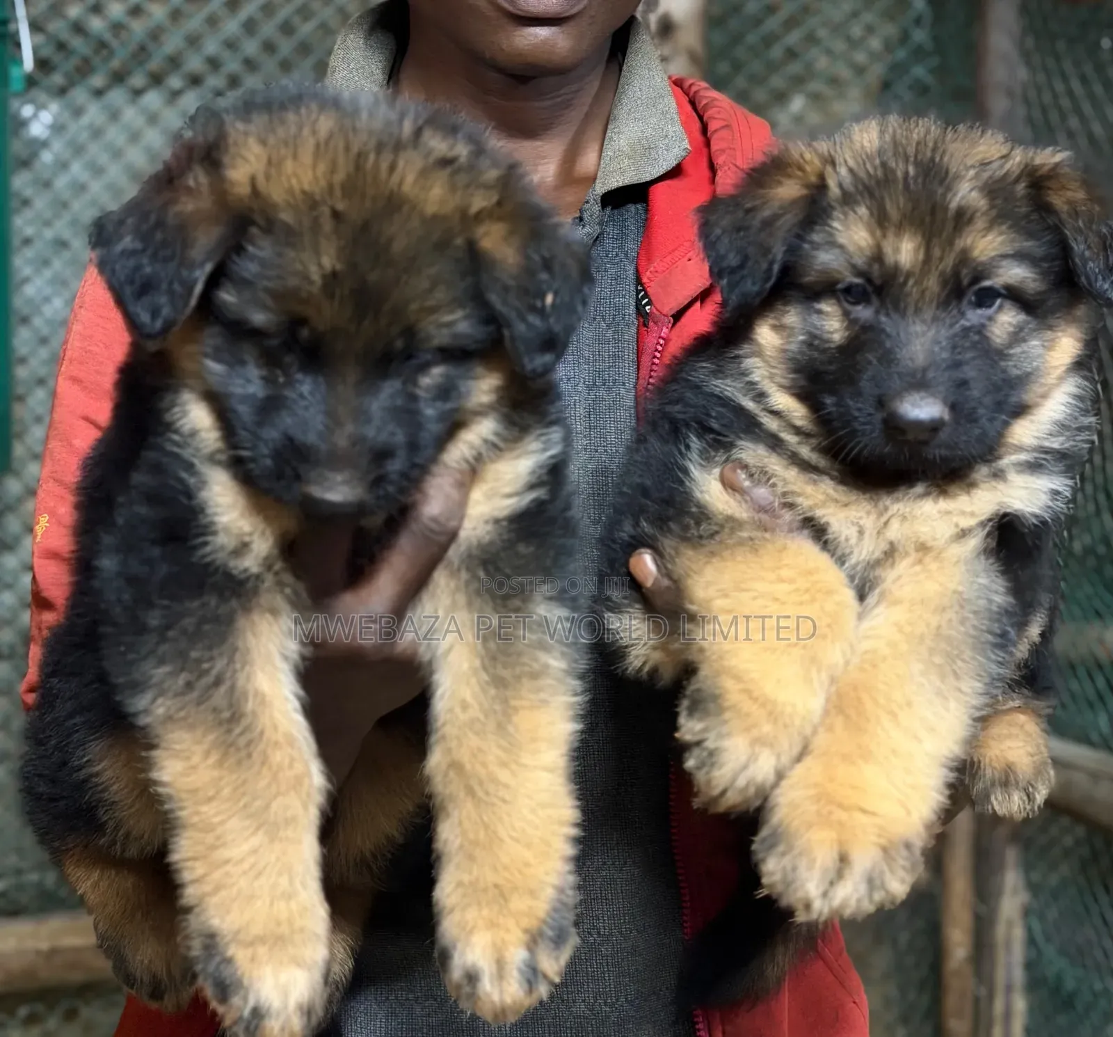 1-3 months Female Purebred German Shepherd