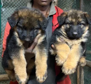 1-3 months Female Purebred German Shepherd