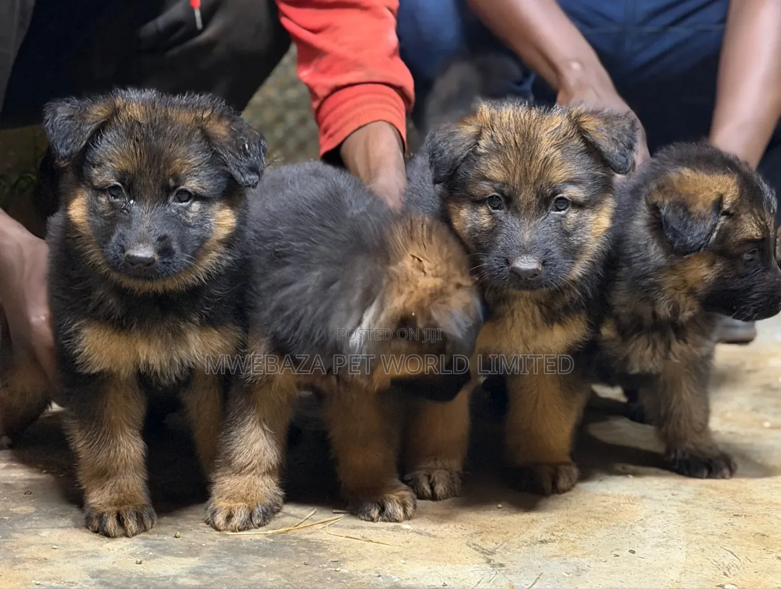 1-3 months Female Purebred German Shepherd