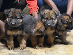 1-3 months Female Purebred German Shepherd