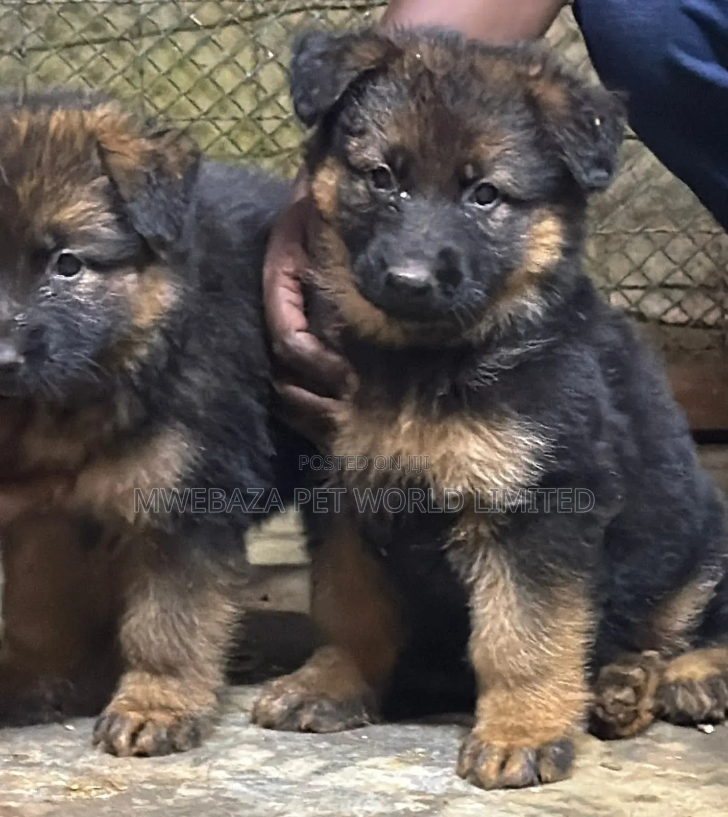 1-3 months Female Purebred German Shepherd