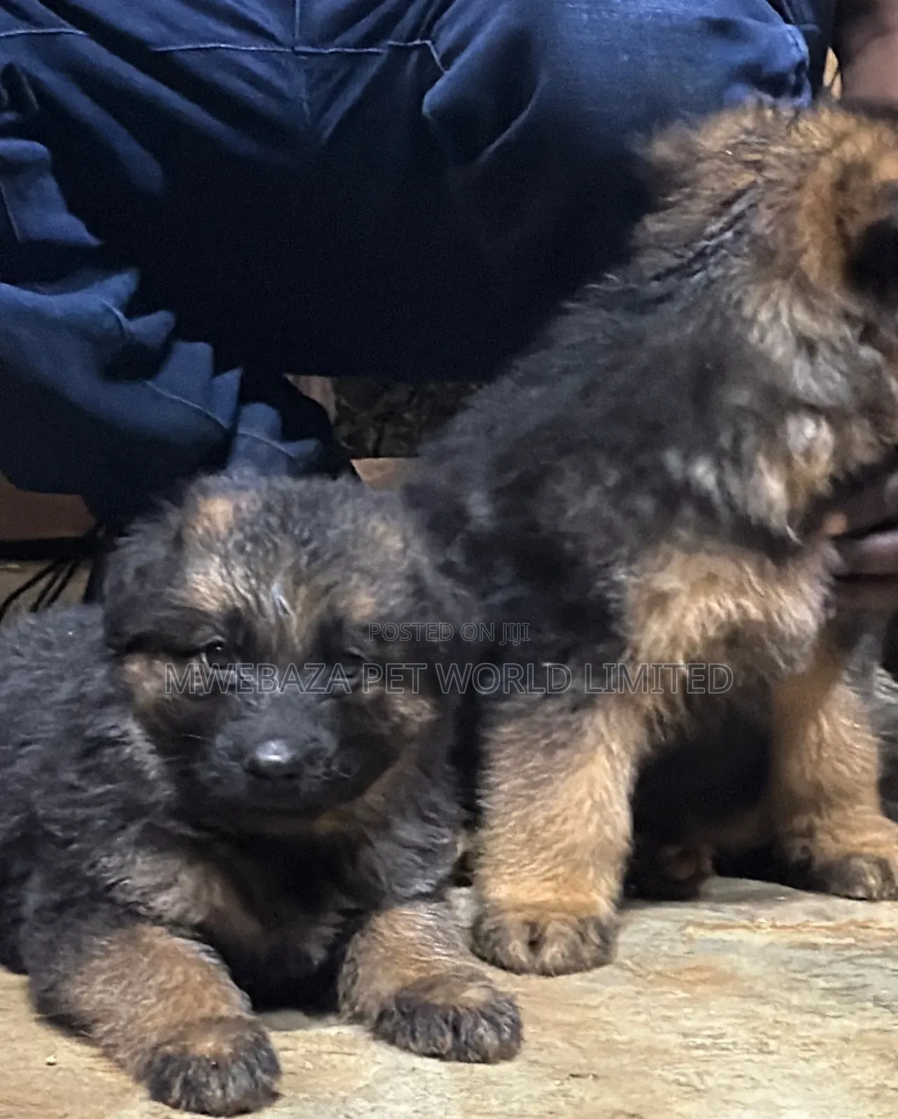 1-3 months Female Purebred German Shepherd