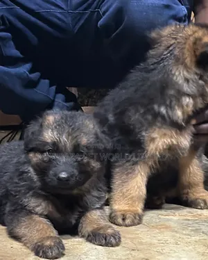 1-3 months Female Purebred German Shepherd