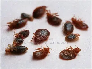  No-Smell Bedbug Fumigation Service