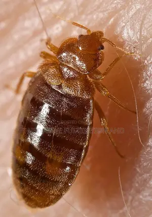  No-Smell Bedbug Fumigation Service