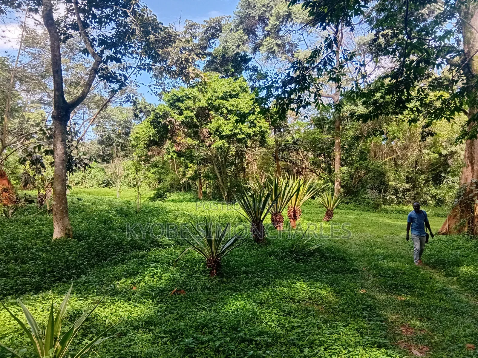 19 Acres Investment Land in Garuga on Sale