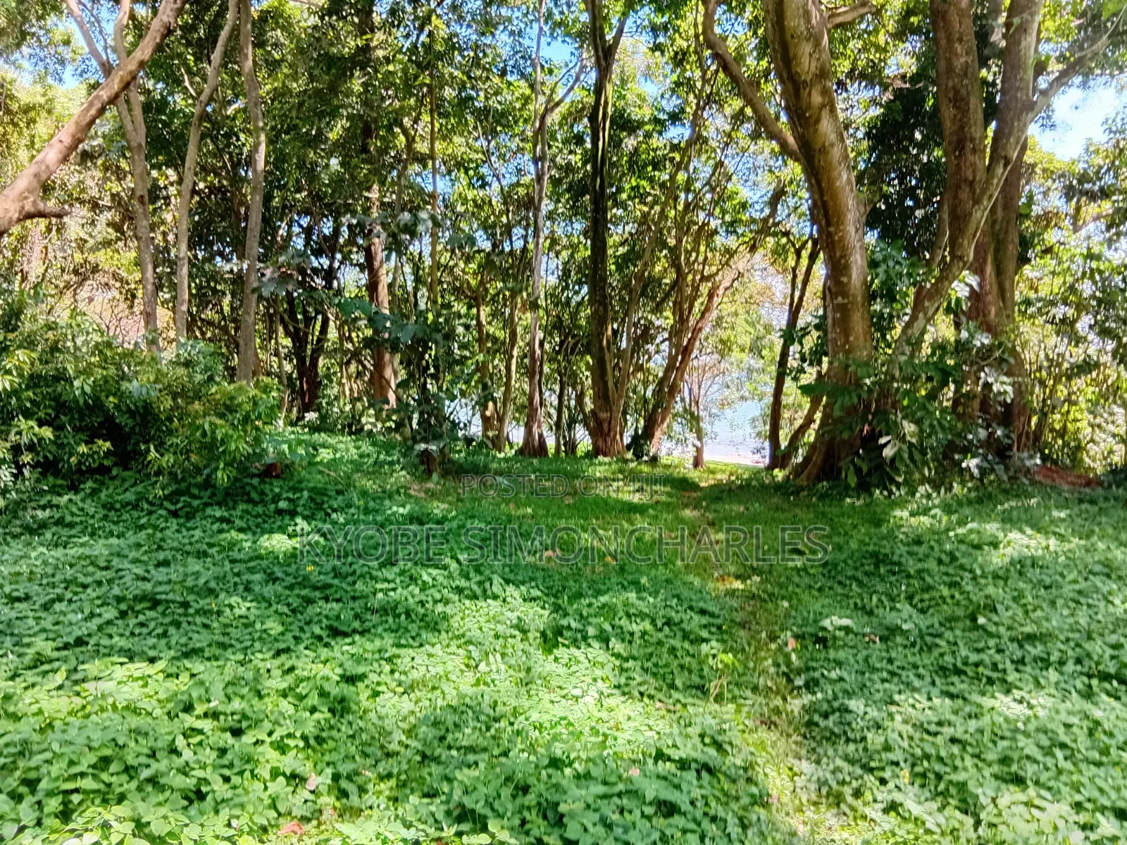 19 Acres Investment Land in Garuga on Sale