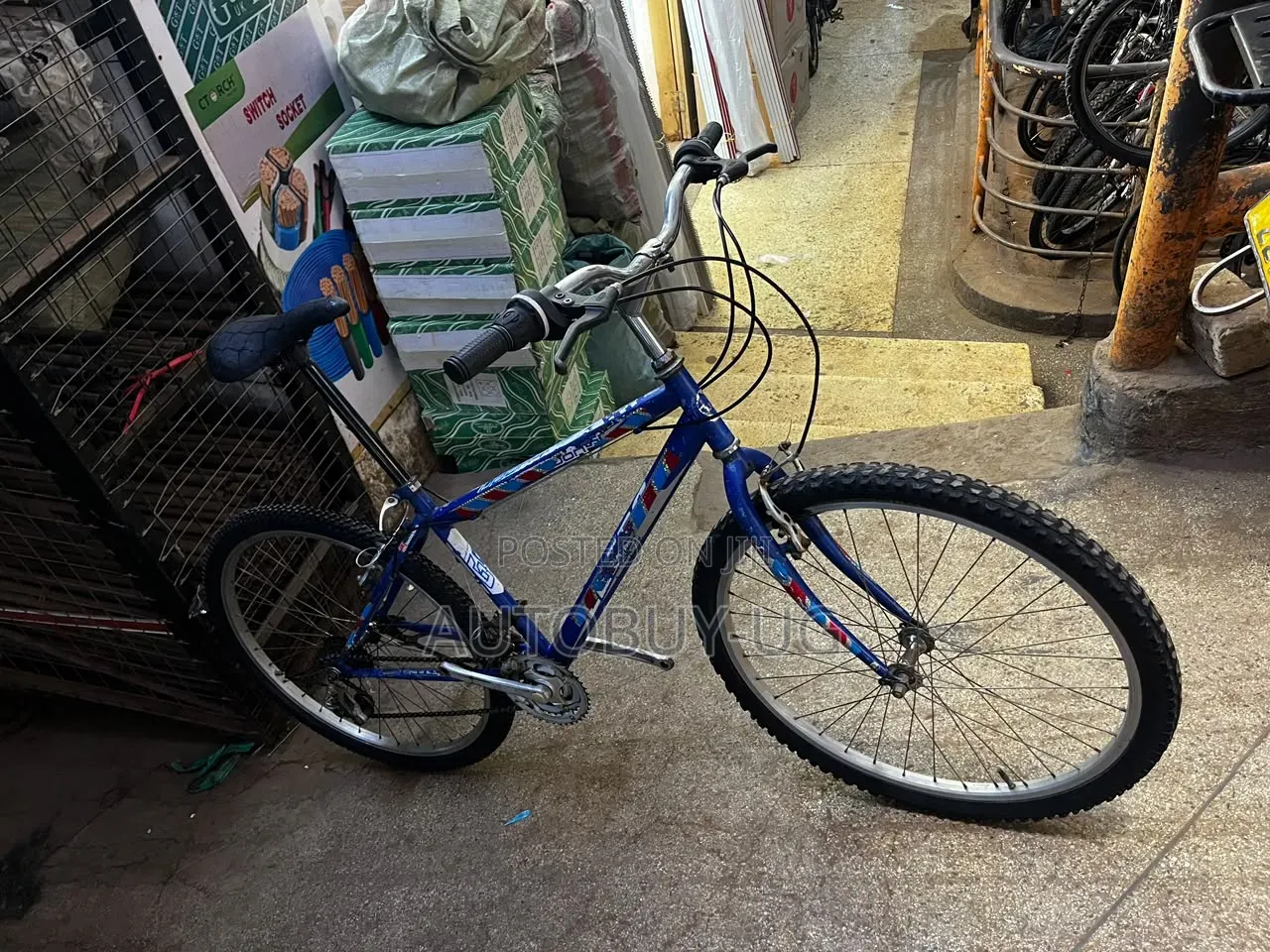 Adult Bicycle