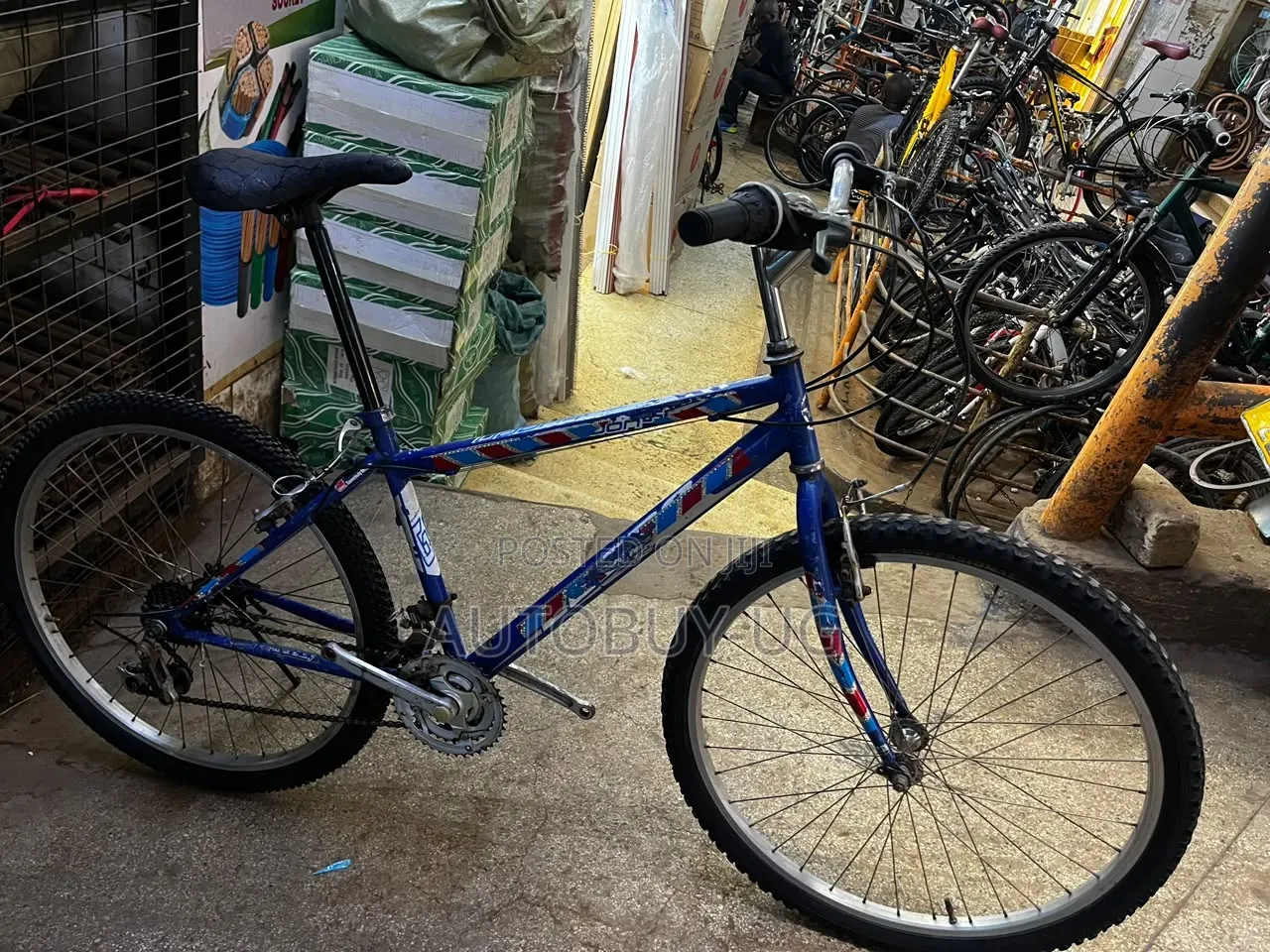 Adult Bicycle