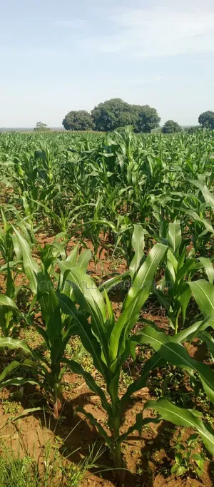 100 Acres of Land at Katalekamese Kapeeka Nakaseke