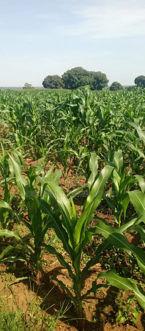 100 Acres of Land at Katalekamese Kapeeka Nakaseke