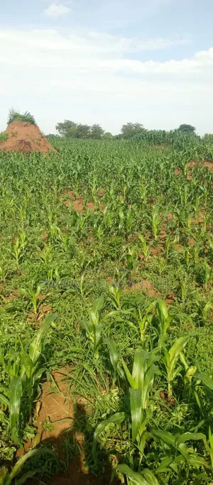 100 Acres of Land at Katalekamese Kapeeka Nakaseke