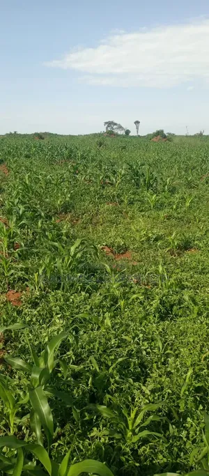 100 Acres of Land at Katalekamese Kapeeka Nakaseke
