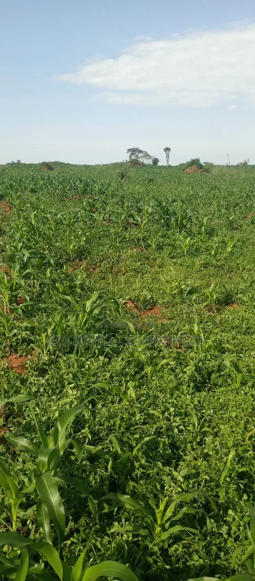 100 Acres of Land at Katalekamese Kapeeka Nakaseke
