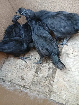 Ayam Cemani Chicken