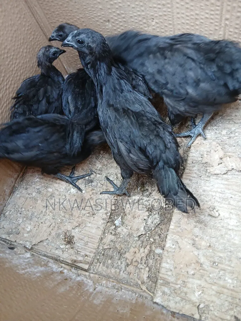 Ayam Cemani Chicken