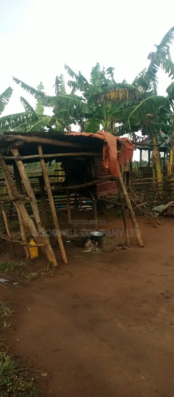 140 Acres of Land on Sale at Kyaluwesi in Kiwoko Nakaseke District