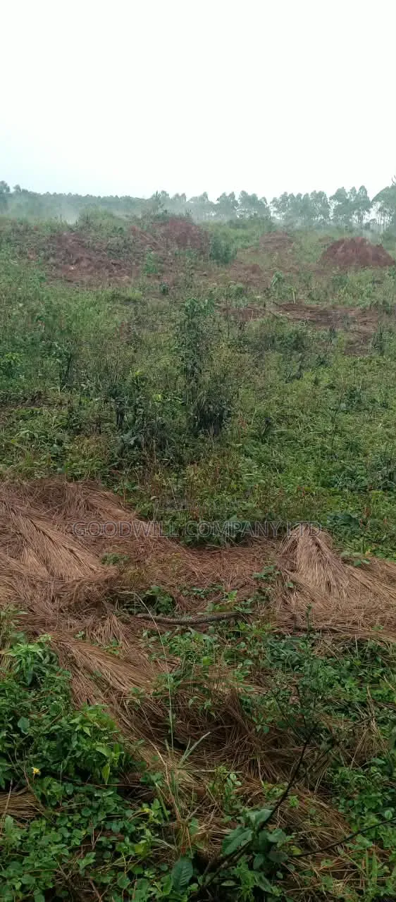 140 Acres of Land on Sale at Kyaluwesi in Kiwoko Nakaseke District