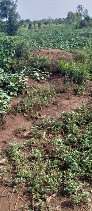 51 Acres of Land on Sale at Butalangu Nakaseke 7km Off Tarmac Road