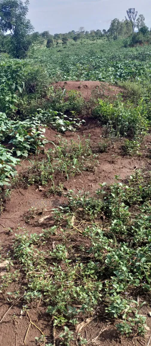 51 Acres of Land on Sale at Butalangu Nakaseke 7km Off Tarmac Road