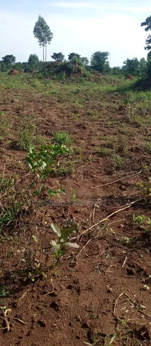 51 Acres of Land on Sale at Butalangu Nakaseke 7km Off Tarmac Road