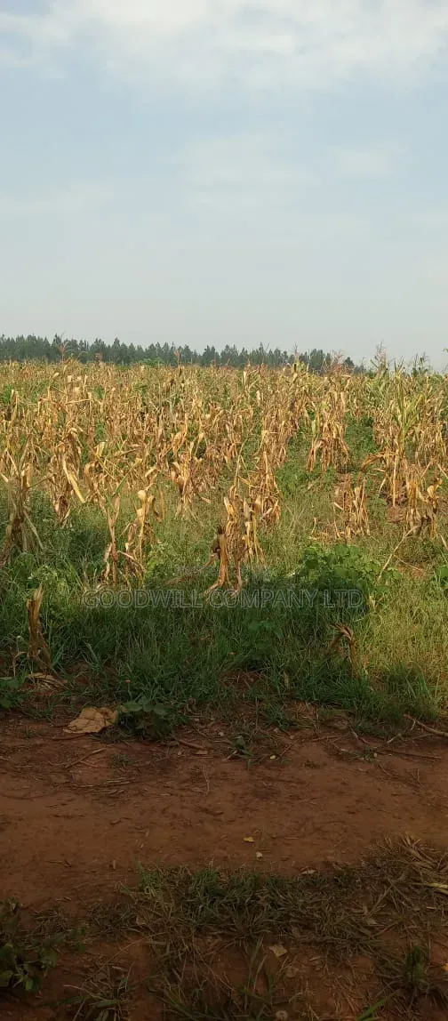 472 Acres on Sale at Kikyuusa Luwero With Mailo Land Title