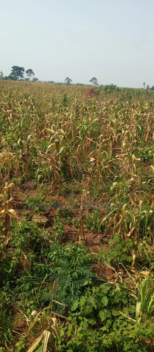 472 Acres on Sale at Kikyuusa Luwero With Mailo Land Title