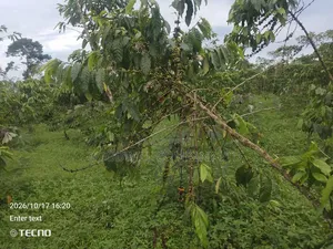 5 Acres of Land in Vumba Busika 3km Off Tarmac