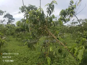 5 Acres of Land in Vumba Busika 3km Off Tarmac