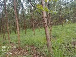 6 Acres of Land in Vumba Busika With Karintusi 3km Off Tarmac Riad