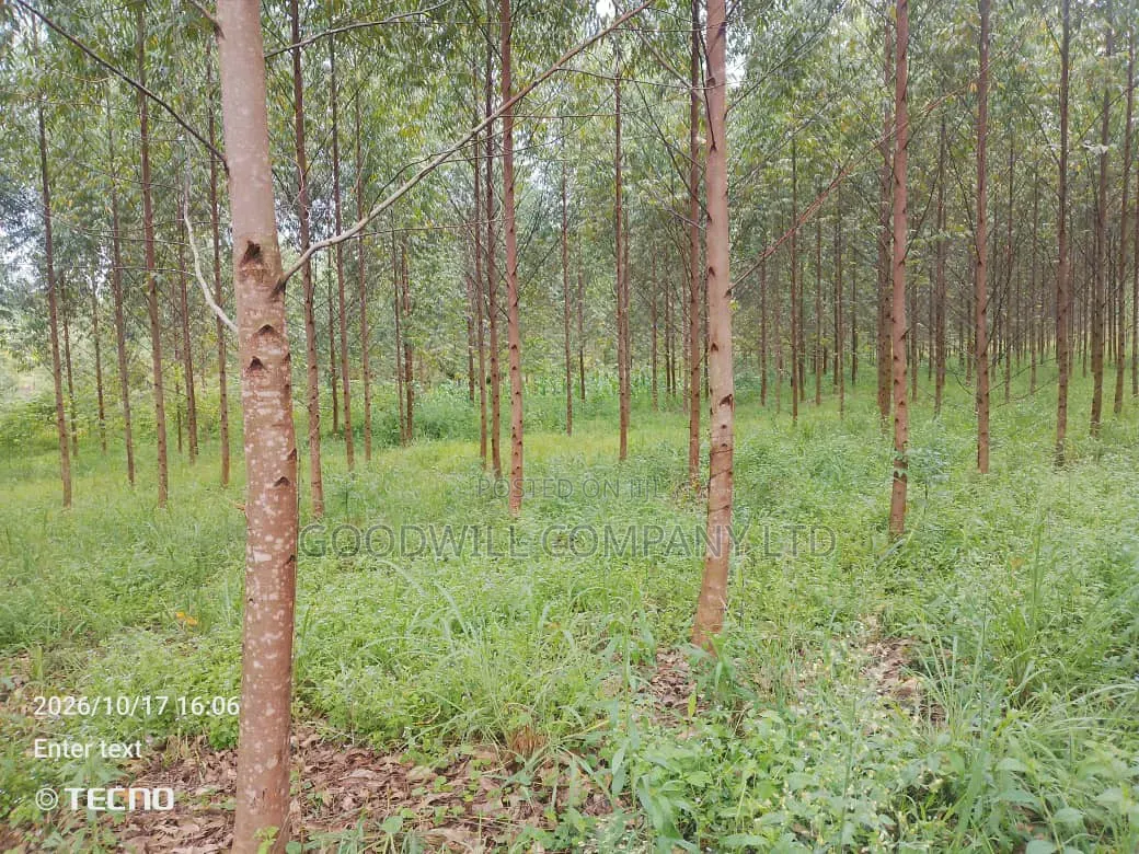 6 Acres of Land in Vumba Busika With Karintusi 3km Off Tarmac Riad