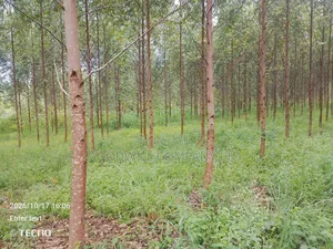 6 Acres of Land in Vumba Busika With Karintusi 3km Off Tarmac Riad